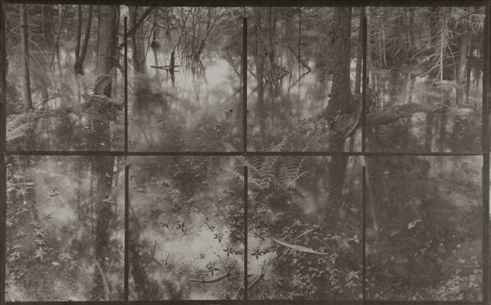 Koichiro Kurita, 'Flood Forest'
